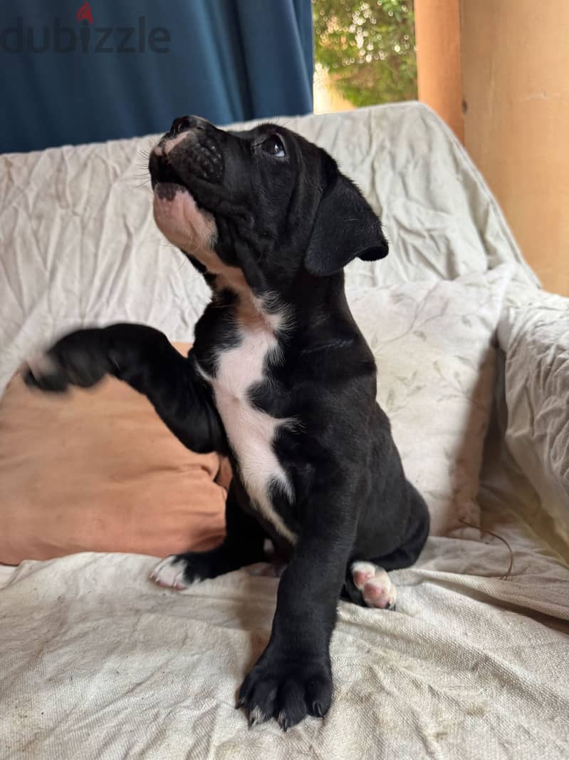 cane corso 5