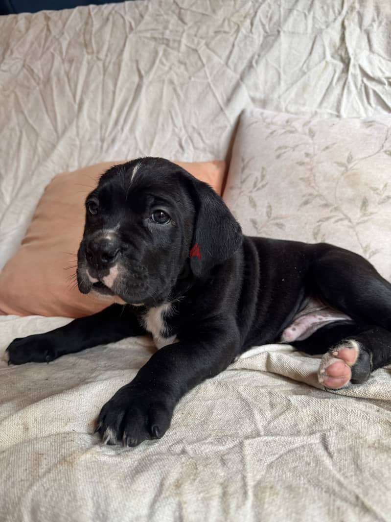 cane corso 6