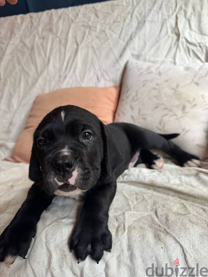 cane corso 7