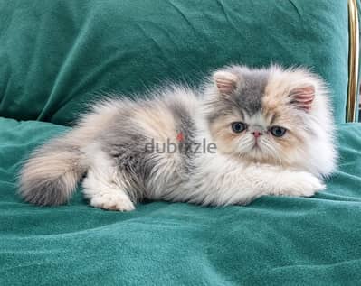 persian calico Dailot