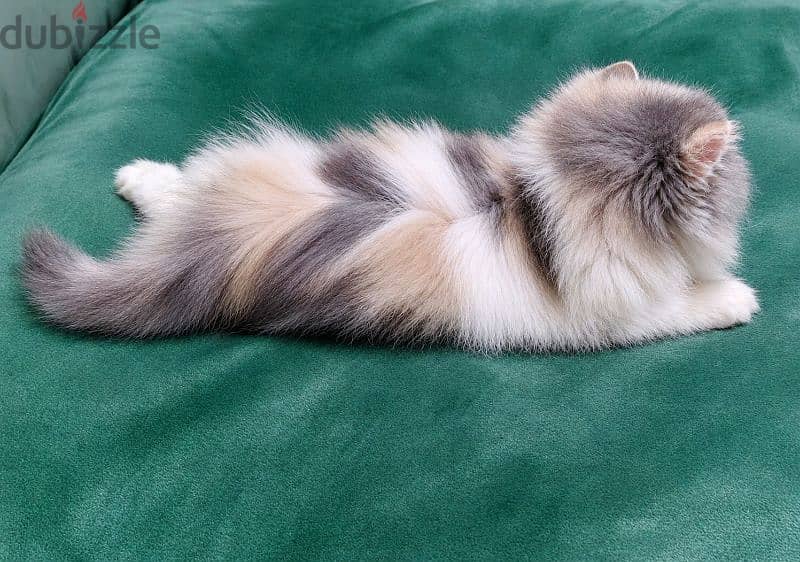 persian calico Dailot 1