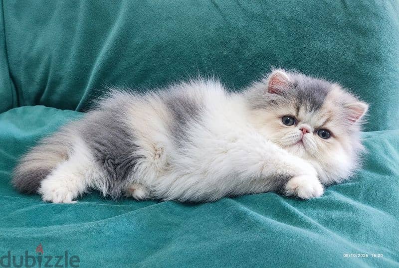 persian calico Dailot 2