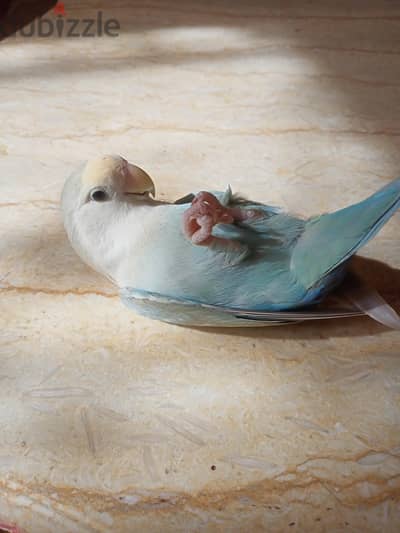 عصفوره روز أليفه بتحب اللعب