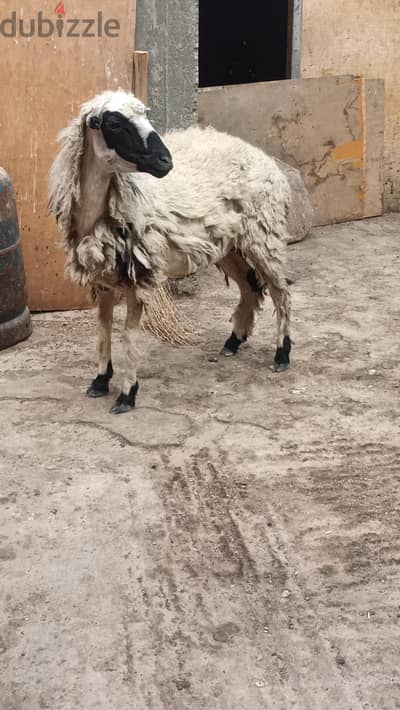 بدريه كسره جوز