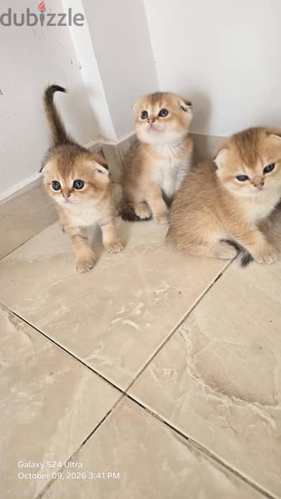 NY25 Kittens | Males & Females Available for Deposit  ولو عايزة اختي