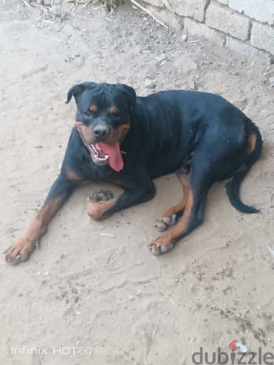 ذكر روت وايلر (Rottweiler) للجواز فقط