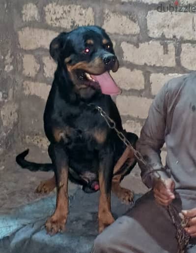 ذكر روت وايلر (Rottweiler) للبيع