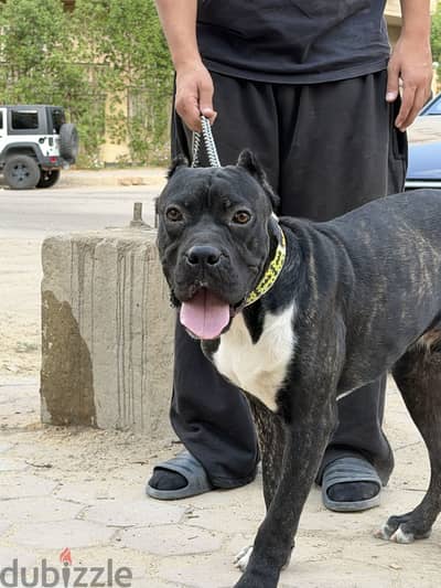 Boyka-Pressa canario