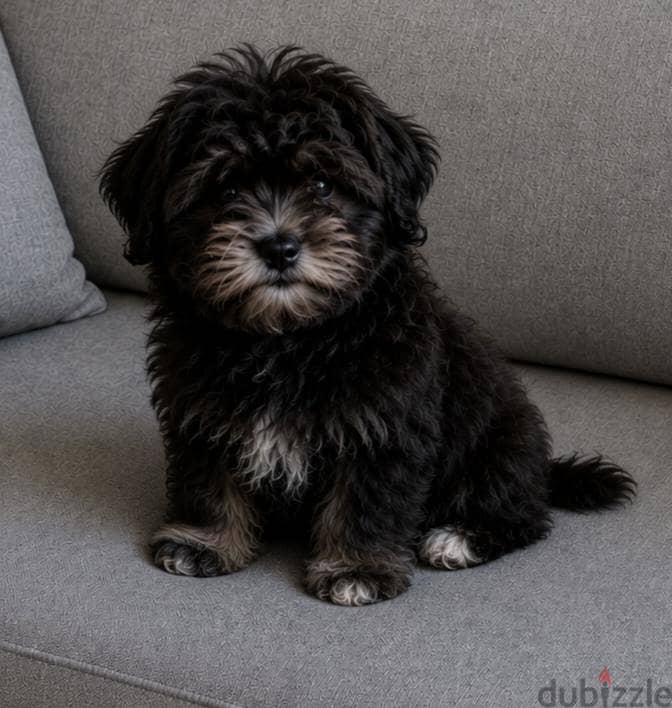 Toy Havsnese Puppy 1
