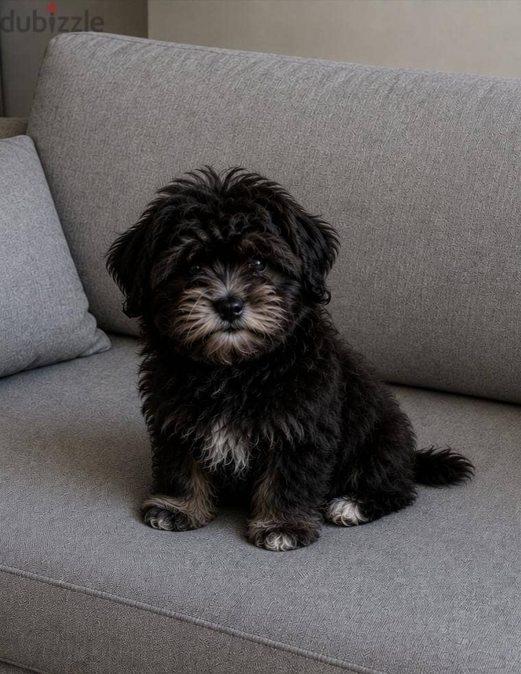 Toy Havsnese Puppy 2