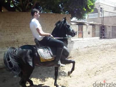 ابحث عن وظيفه مساعد مدرب خيل