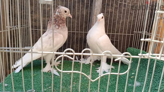 يمنى سعودى