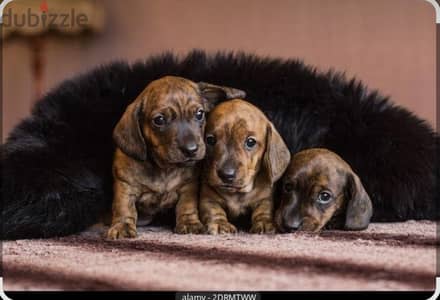 puppy Dachshund