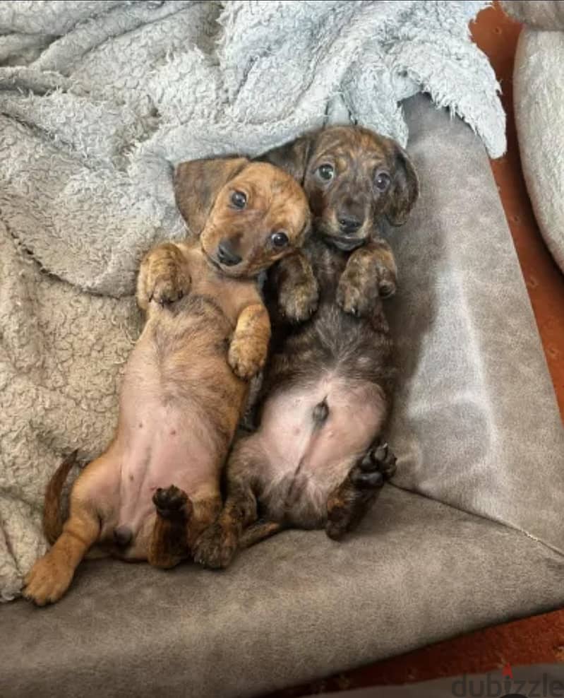 puppy Dachshund 1
