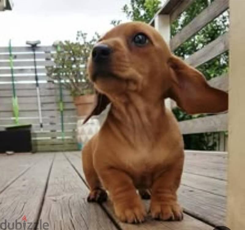 puppy Dachshund 3
