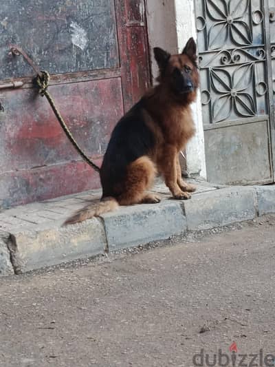 دكر جيرمن