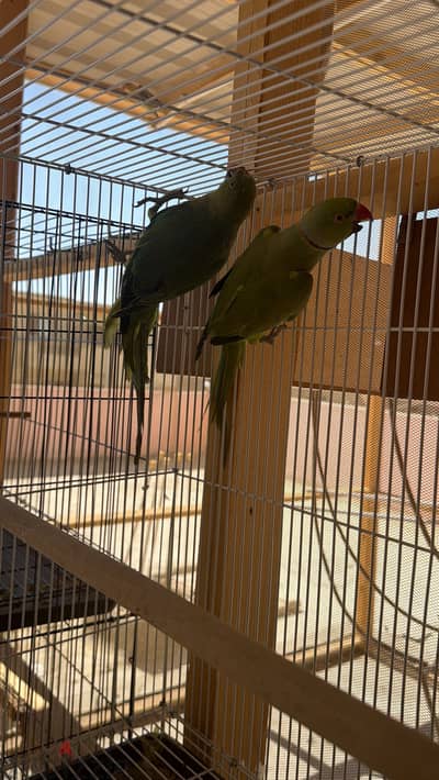 جوز دره هندي شغال عمر سنتين