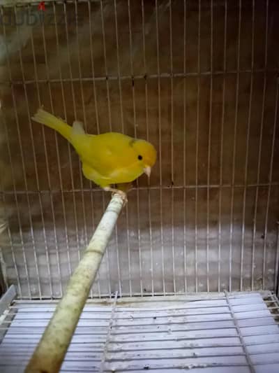 ذكور ونتايات جاهزين كناري