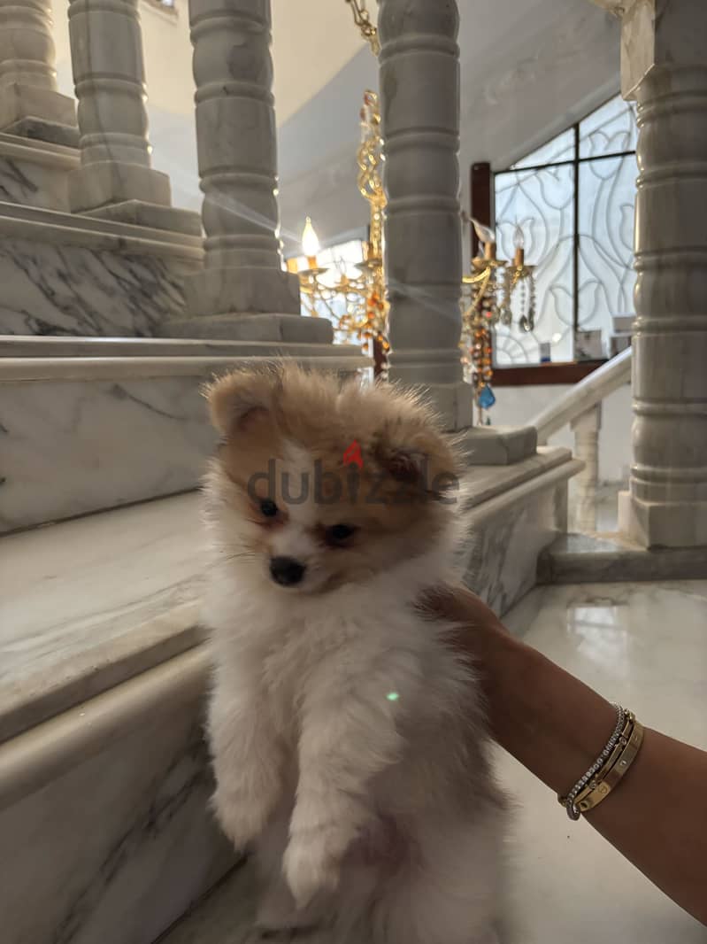 Cute Pomeranian 1