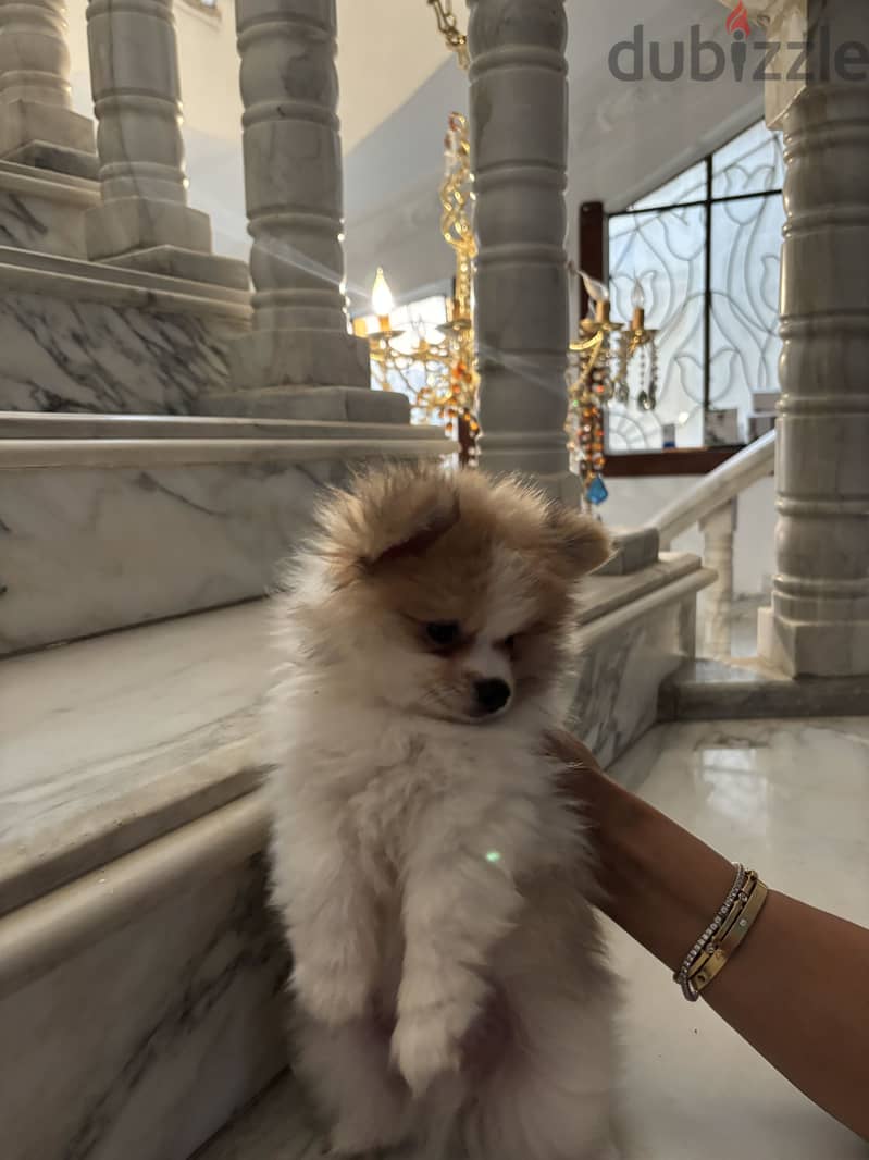 Cute Pomeranian 2