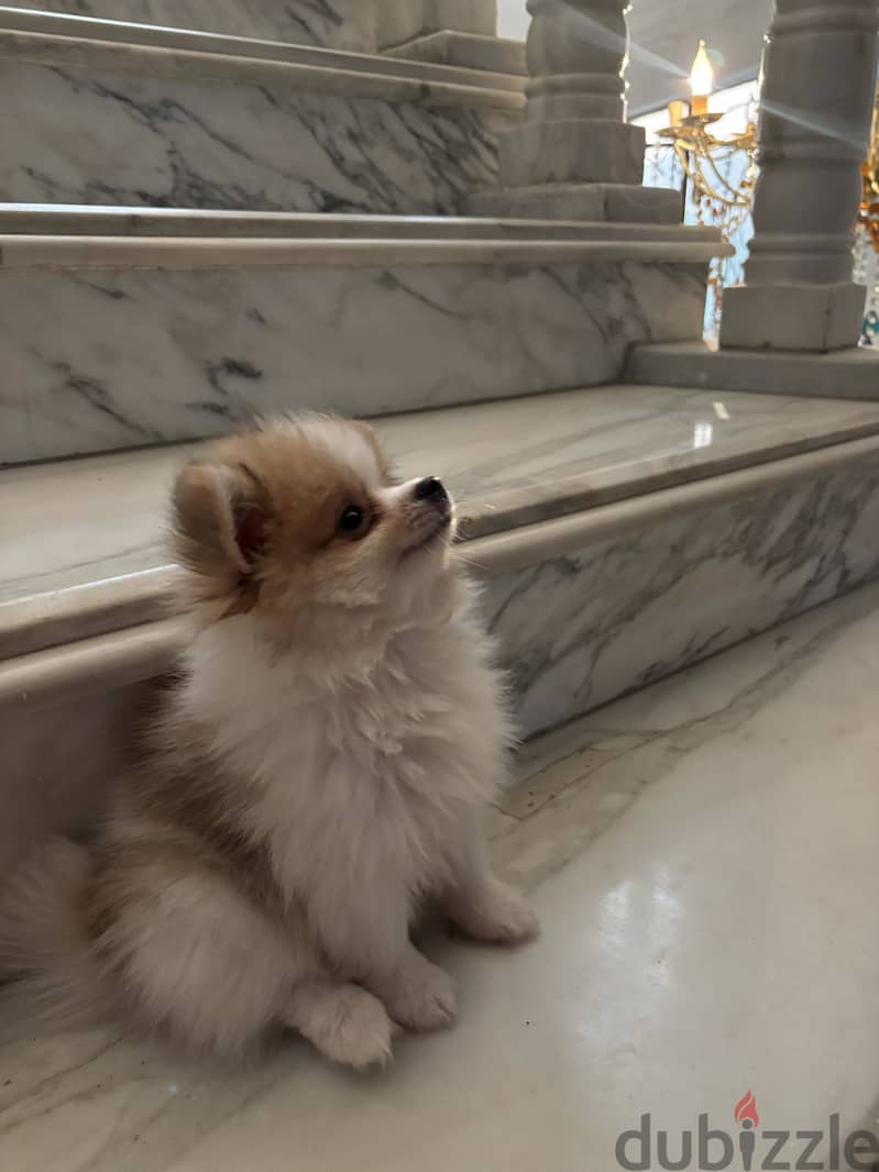 Cute Pomeranian 3