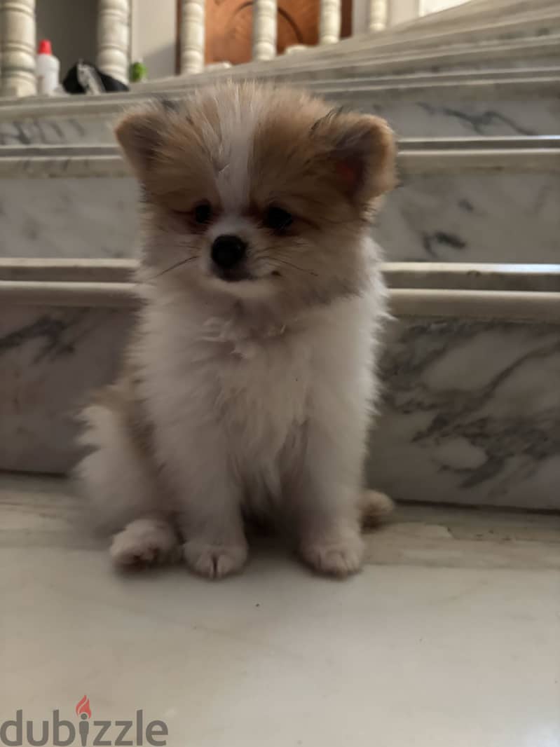 Cute Pomeranian 4