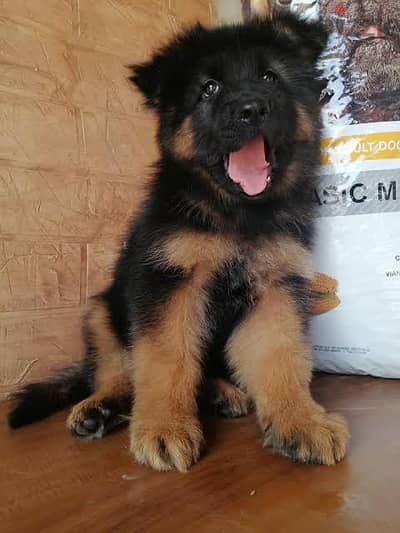 جيرمن شيبرد German Shepherd
