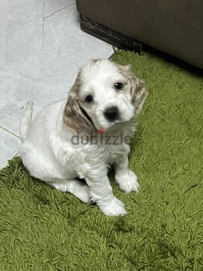 Cocker spaniel pure
