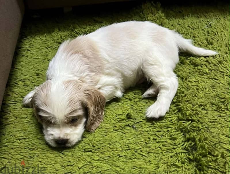 Cocker spaniel pure 1