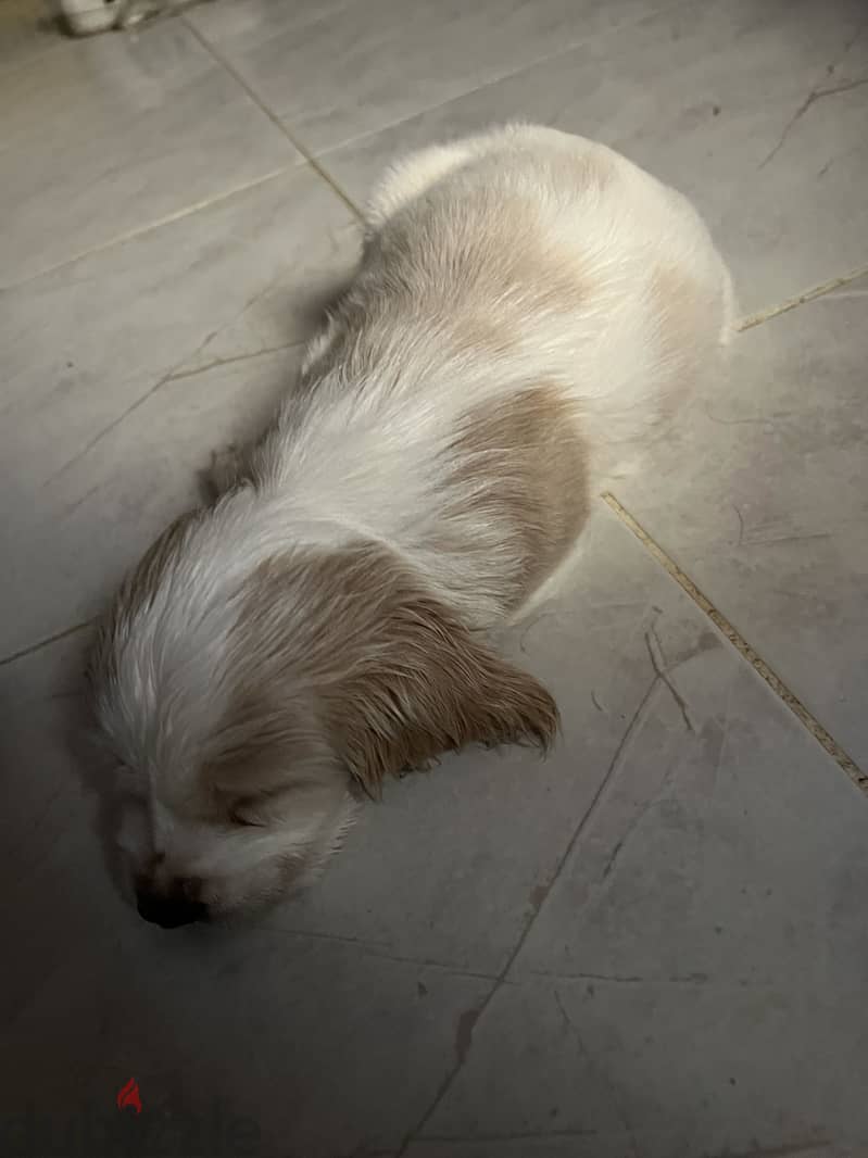 Cocker spaniel pure 2