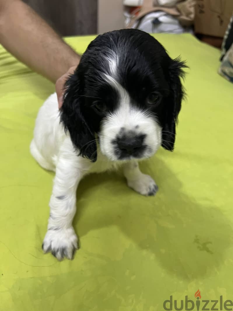 Cocker spaniel pure 3