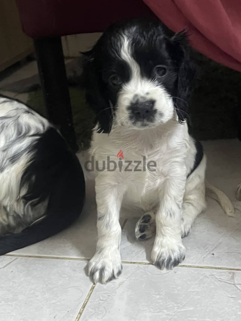 Cocker spaniel pure 4