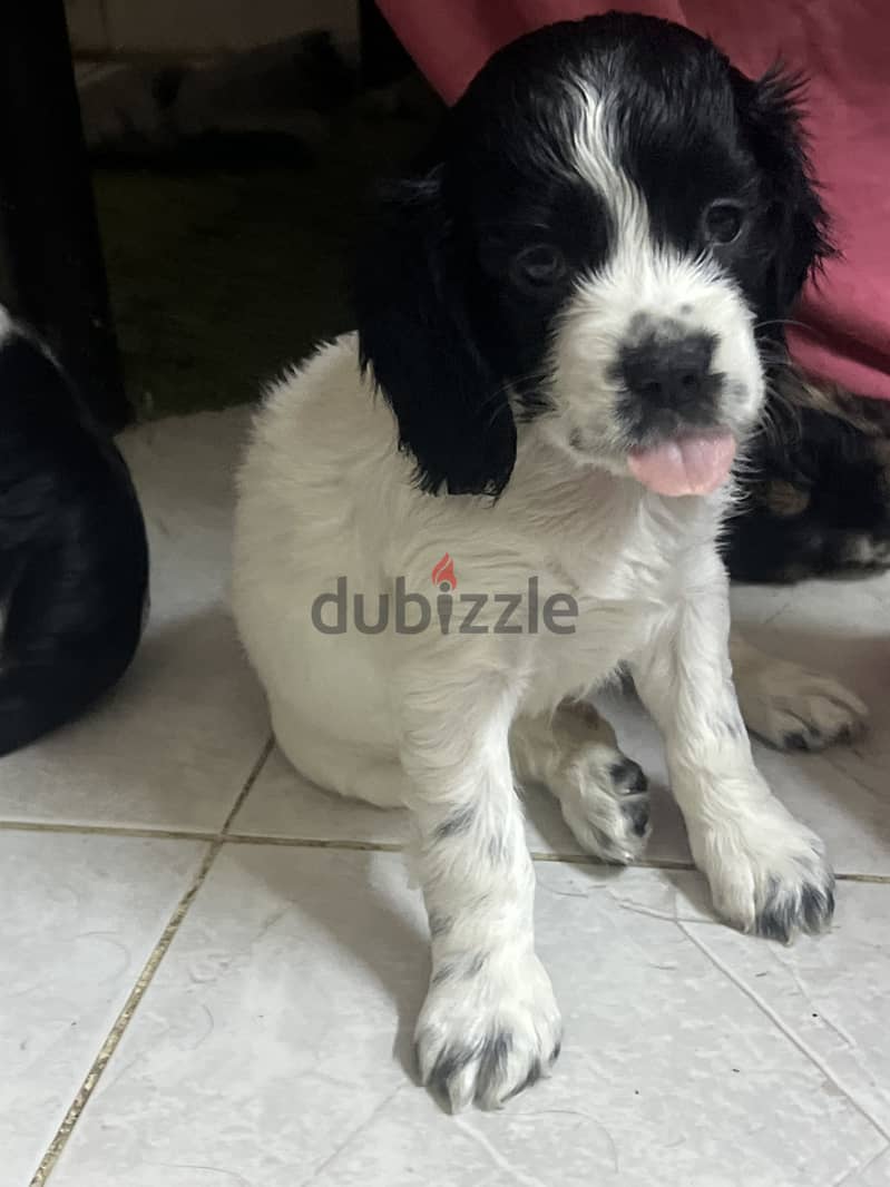 Cocker spaniel pure 5