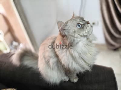 مشاء الله قط هيملايا للبيع او للجواز او للبدل بفضه