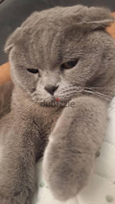 Scottish Fold cat