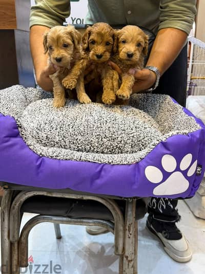 Adorable Maltipoo Puppies Available