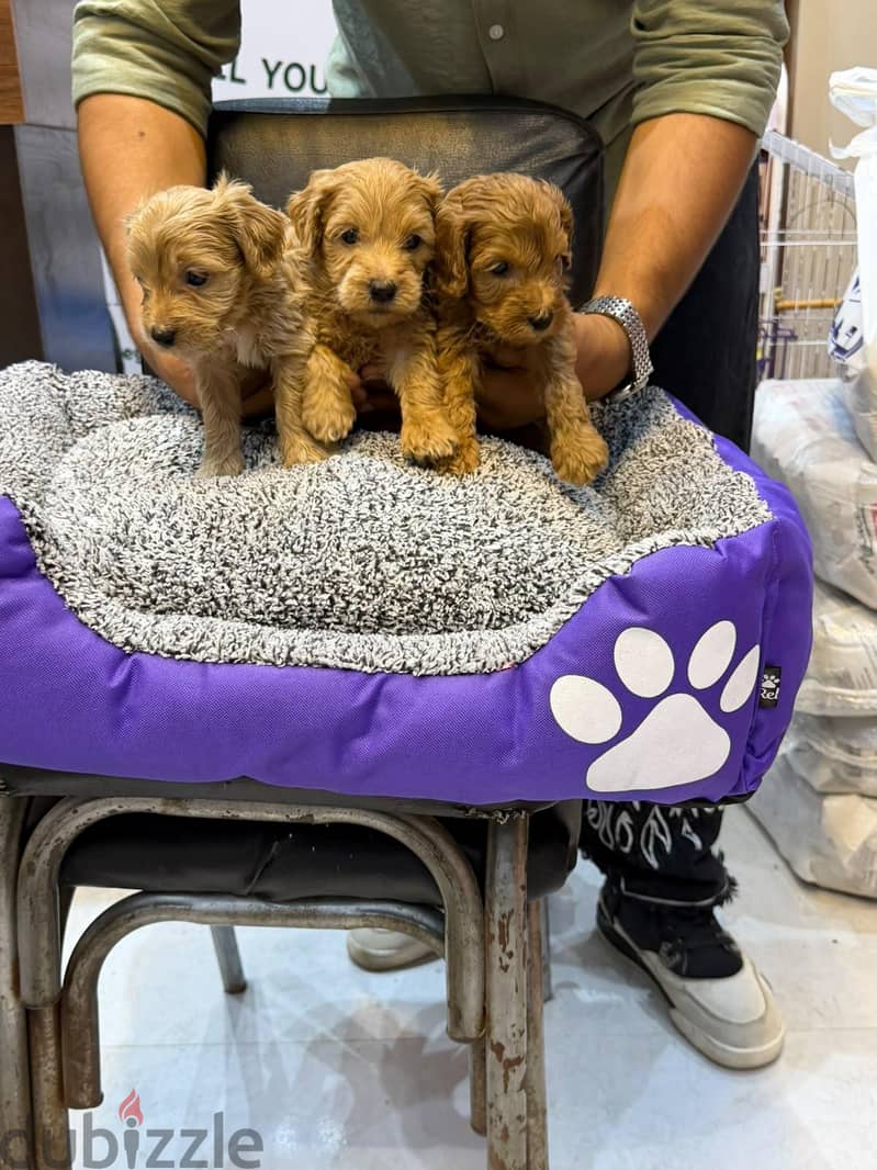 Adorable Maltipoo Puppies Available 2