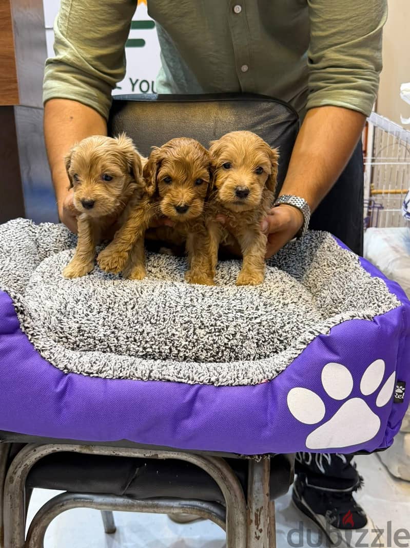 Adorable Maltipoo Puppies Available 3