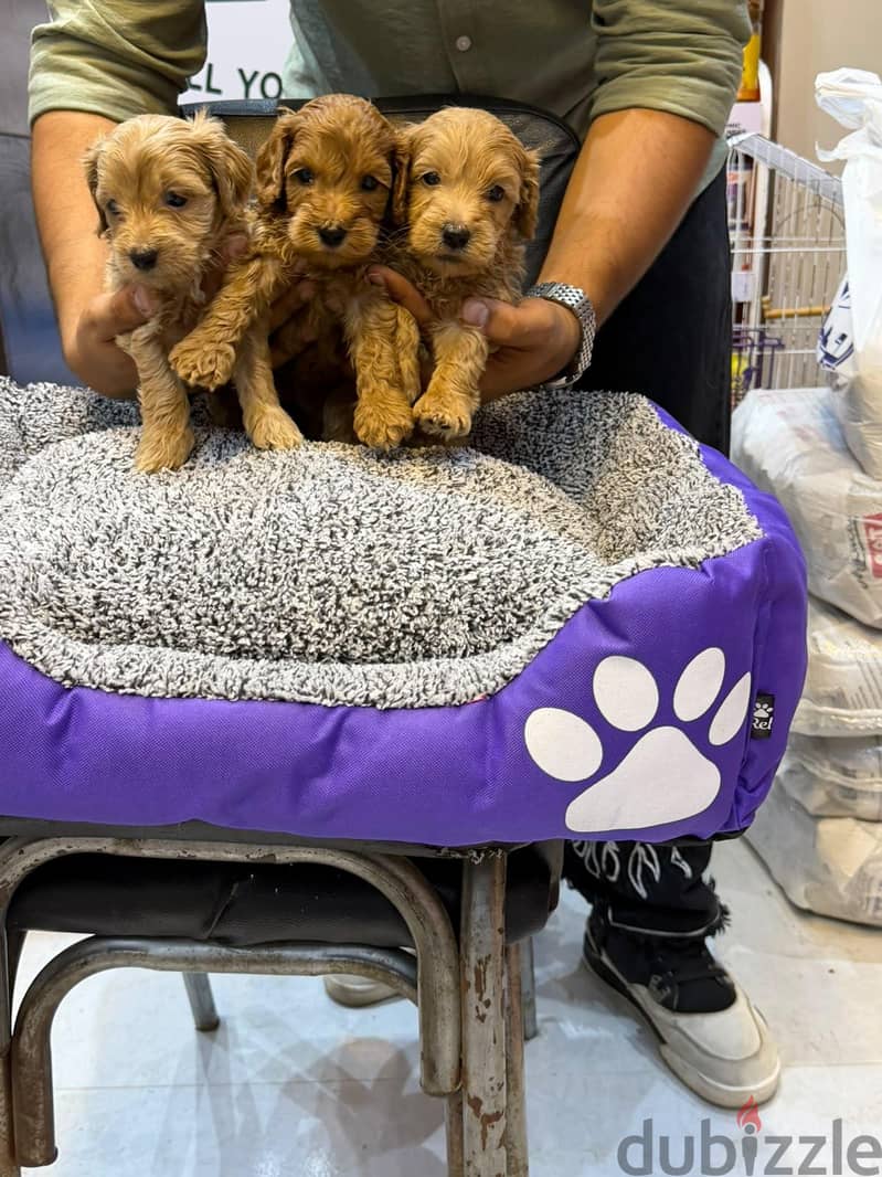 Adorable Maltipoo Puppies Available 4