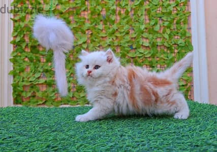 دباديب بيرشن بيكي فيس بيور (01023810825)
