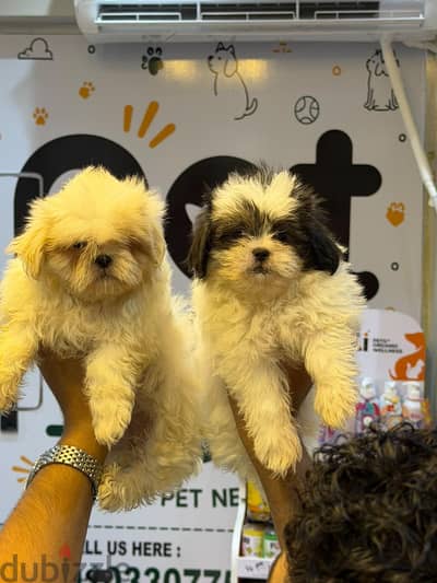 Adorable Shih Tzu Puppies Available!