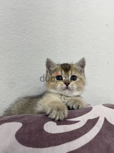 3 قطط كيتن سكوتش ستريت جولد