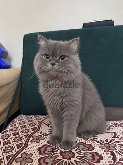 فط شيرازي للتبني ذكر