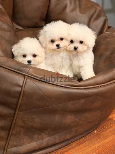 Bichon frise بيشون فريز poodle بودل