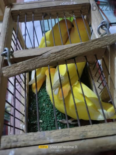 3 حتت روز اوبلاين اورانج