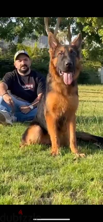 اجمد جروايه شاينيز شيبرد فمصر Chinese shepherd