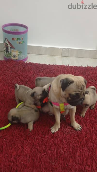كلاب بج تربية بيتي بريد مميز