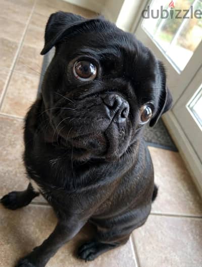 الأمير الأسود. . جرو Pug نادر
