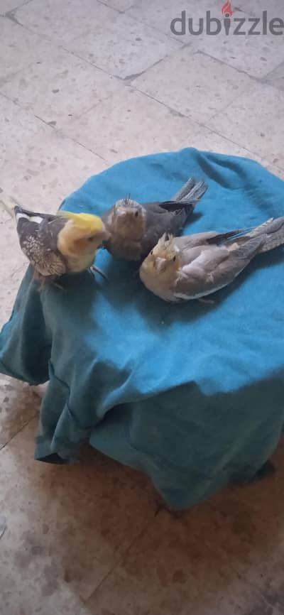 لهواة التاكيل اليدوى