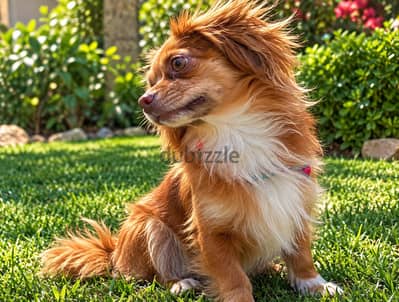 chihuahua